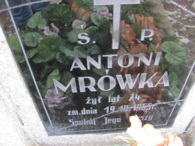 Antoni Mrówka 1881 Chechło - Grobonet - Wyszukiwarka osób pochowanych